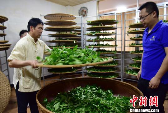 5月1日，张回春父子在制茶。　张丽君 摄