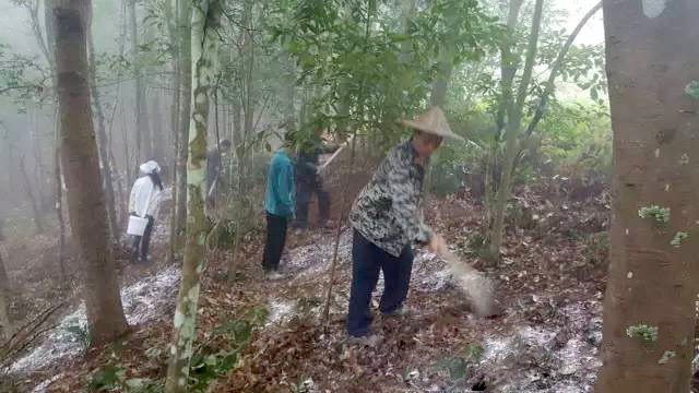 羊肚菌林下经济培育基地.jpg