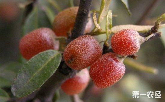 胡颓子怎么种？胡颓子的种植栽培管理技术