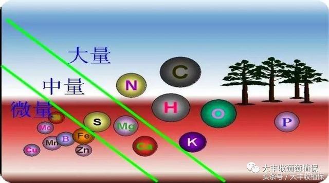 葡萄7月管理要点：保护好果面，补磷钾肥是关键！