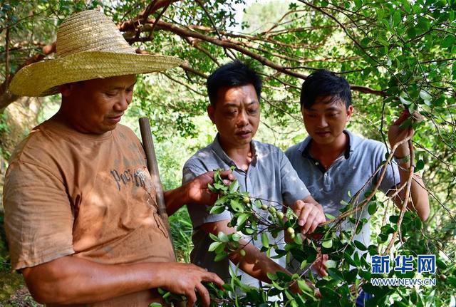 南平茶洋茶籽种植合作社 油茶树变成“摇钱树”