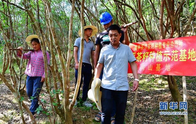 南平茶洋茶籽种植合作社 油茶树变成“摇钱树”