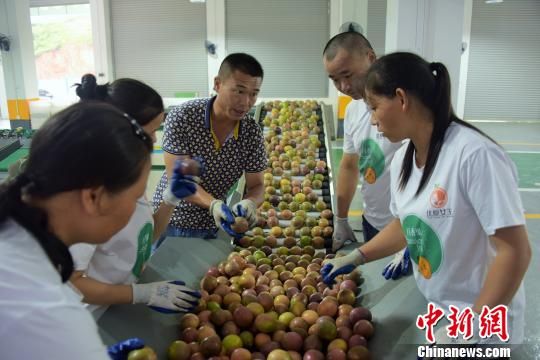 闽西武平县百香果冷链分拣中心，工人们对百香果进行分拣包装。　王发祥　摄