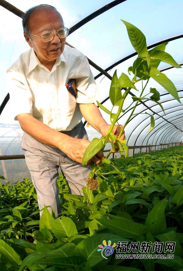 泰国引种  空心菜从福建走向全国成大众家常菜