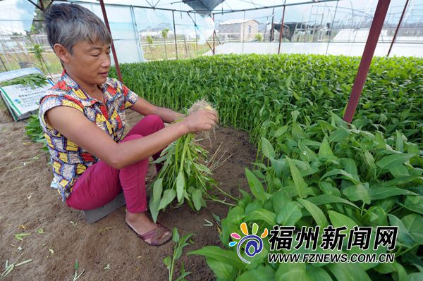 泰国引种  空心菜从福建走向全国成大众家常菜