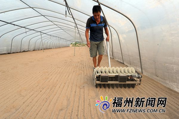 泰国引种  空心菜从福建走向全国成大众家常菜