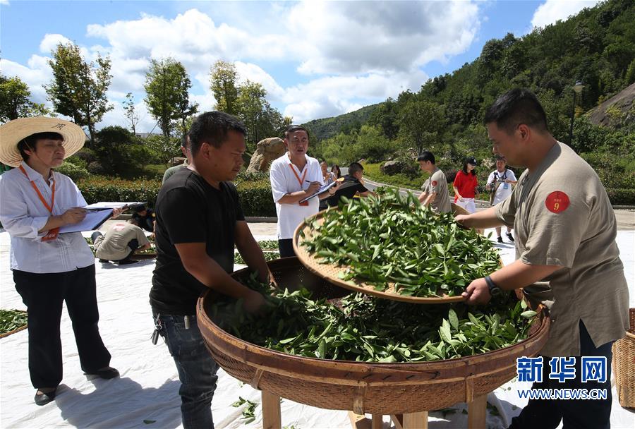 #（新华网）（1）武夷山举办武夷岩茶传统技艺制茶大赛