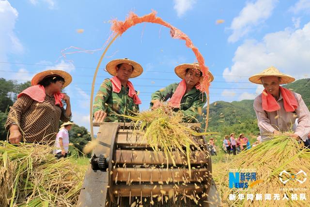 闽清：民俗“游田了”上演 千人下田庆丰收