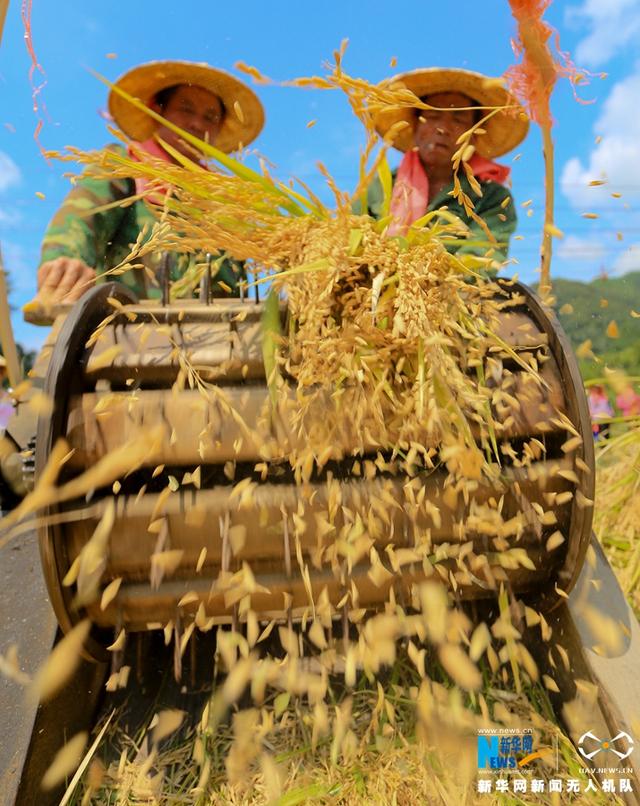 闽清：民俗“游田了”上演 千人下田庆丰收