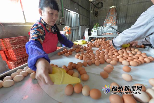 福建首块科技服务及示范基地牌授出 助力智能化养鸡