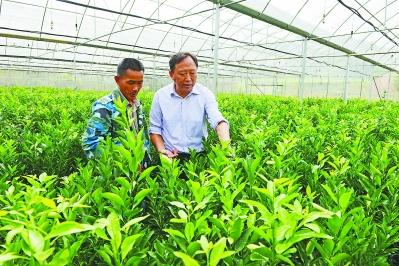 福建永春“芦柑之乡”的复兴实践