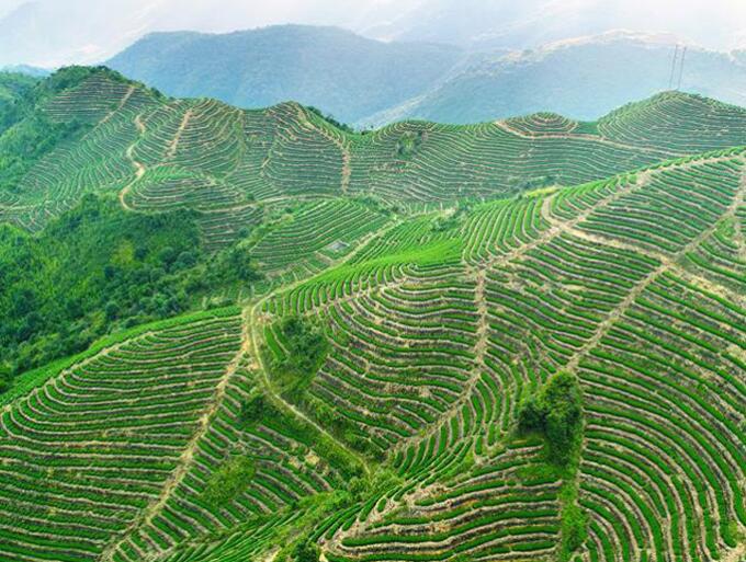 这是航拍的福建泉州安溪县龙涓乡茶山(资料图).新华社 张九强 摄