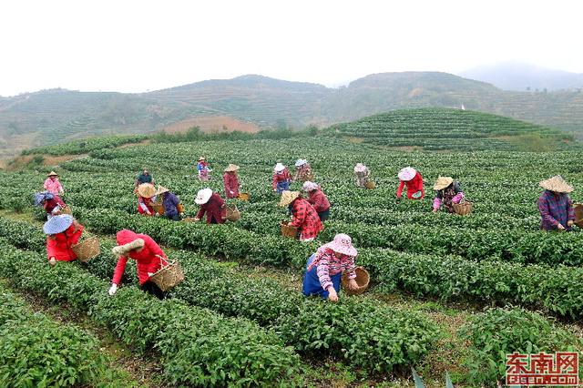 霞浦：茶农忙采“元宵茶” 