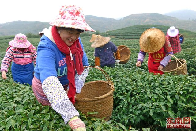 霞浦：茶农忙采“元宵茶” 