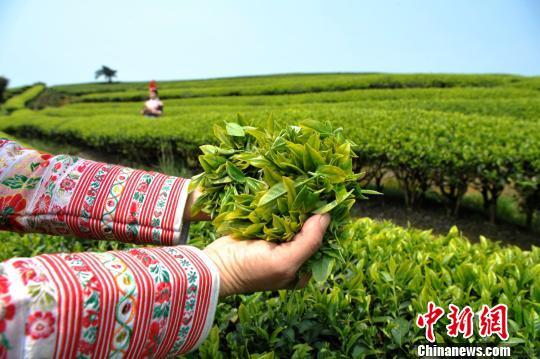 福州连江：产茶重镇 畲族村民采茶忙