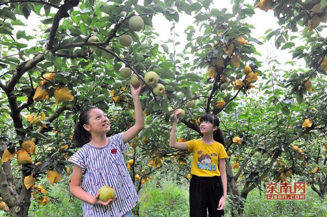 德化梨果飘香 采摘正当时