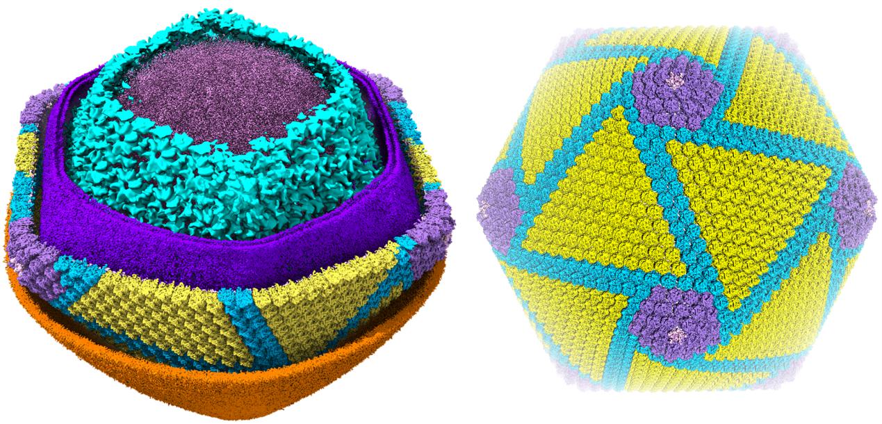 非洲猪瘟病毒整体结构（左：5层切面图；右：衣壳层整体结构）.jpg