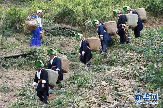 广西贺州：平桂土瑶“姜”脱贫