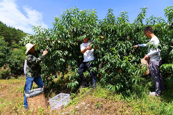 宁德古田：800余亩水果基地 满园果香令人陶醉227.png