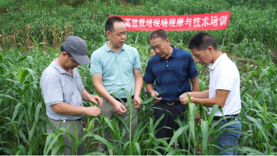 福建薏米穗香正浓（学习强国稿）861.png