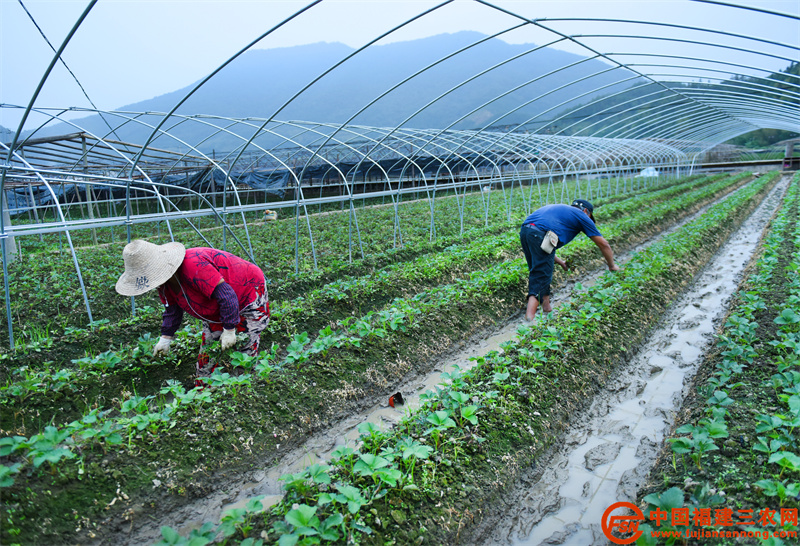 10月14日，在顺昌县元坑镇草莓种植大棚，种植大户李丽玉正忙着除草。 (2).jpg