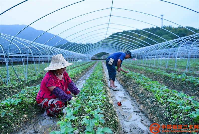 10月14日，在顺昌县元坑镇草莓种植大棚，种植大户李丽玉正忙着除草。 (3).jpg