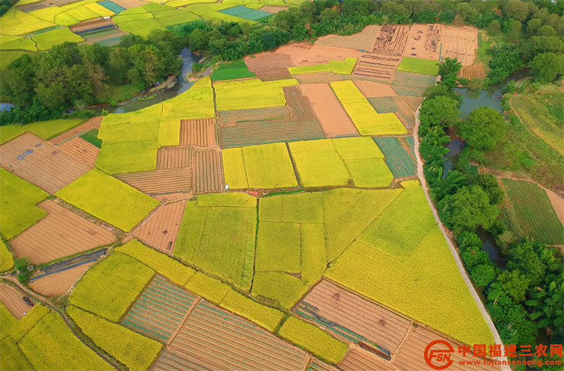建瓯县郊区，可见翻滚的金色稻浪。（黄杰敏 摄） (2).jpg
