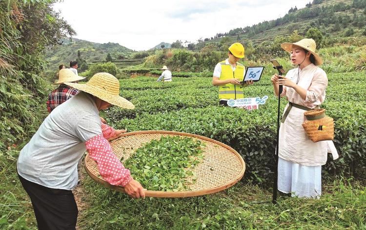 苏秀867成为淮海农场水稻当家品种