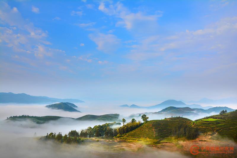 首章村高山云雾茶园风景 (1).jpg