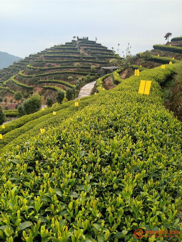 茶园实行物理粘虫技术.jpg