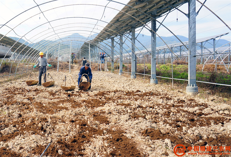 在位于政和县东平镇现代光伏农业产业园的金穗果蔬专业合作社蔬菜基地，工人正在大棚内忙着铺盖有机肥 (3).jpg