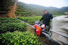 光泽东山村：茶农们用山地轨道运输系统运送有机肥上山