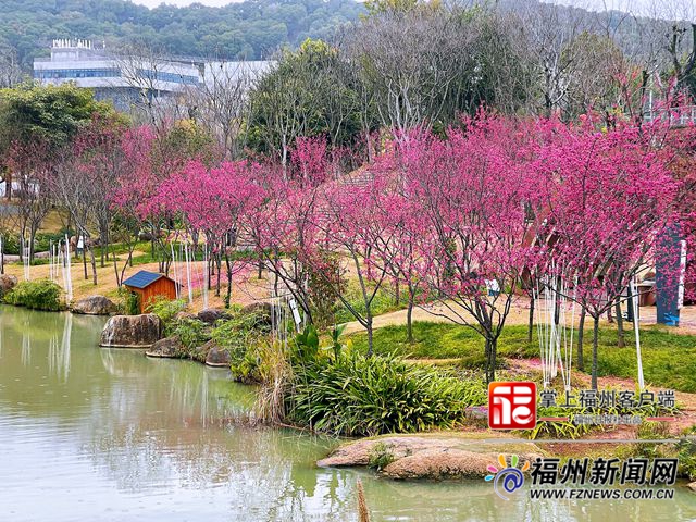 花儿冻龄！晋安公园福建山樱花赏樱季延长