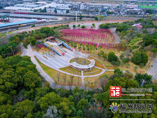 花儿冻龄！晋安公园福建山樱花赏樱季延长