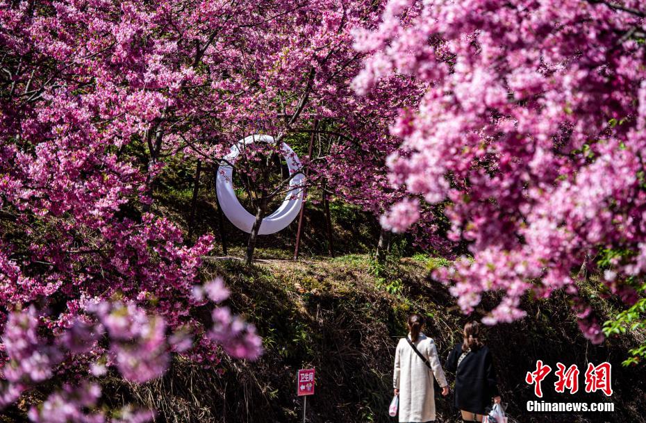 福建清流2000亩近30万株樱花盛开美如画