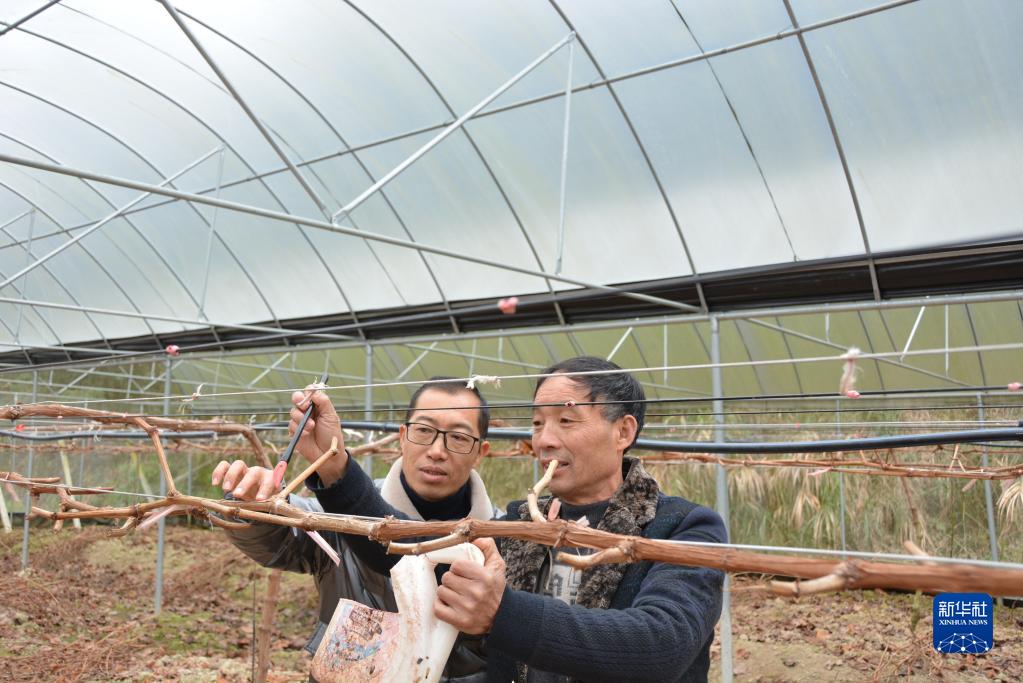 福建南平：产业有特色 山乡奔富忙