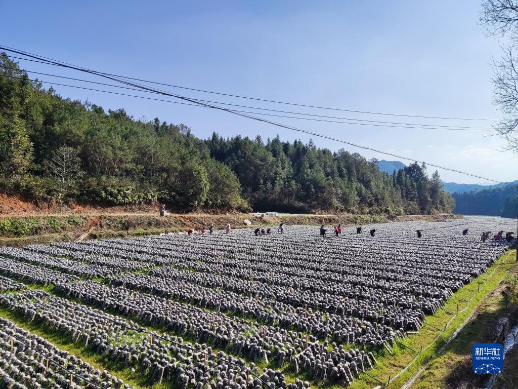 福建南平：产业有特色 山乡奔富忙