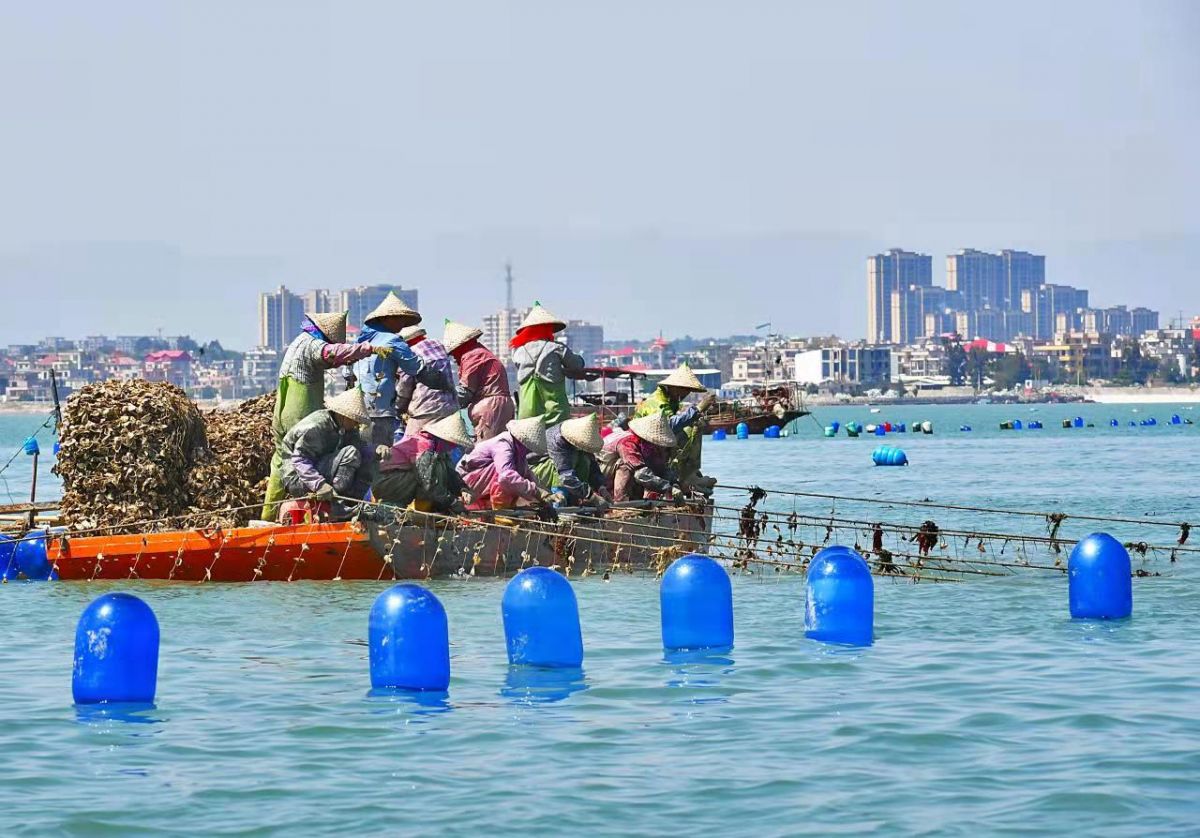 泉港：海上“春耕”忙