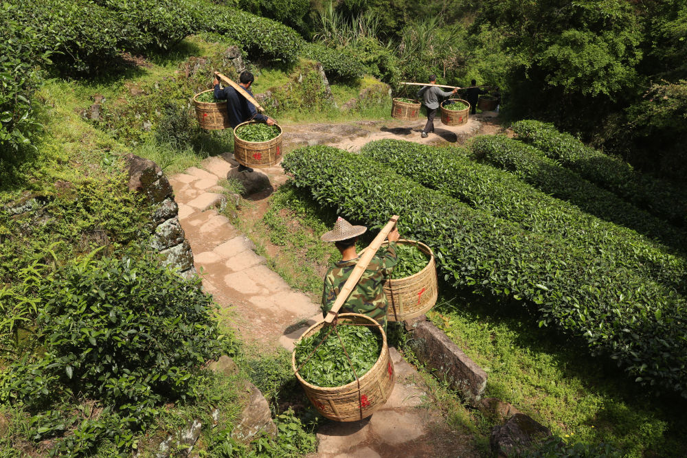 福建武夷山：不误农时采茶制茶