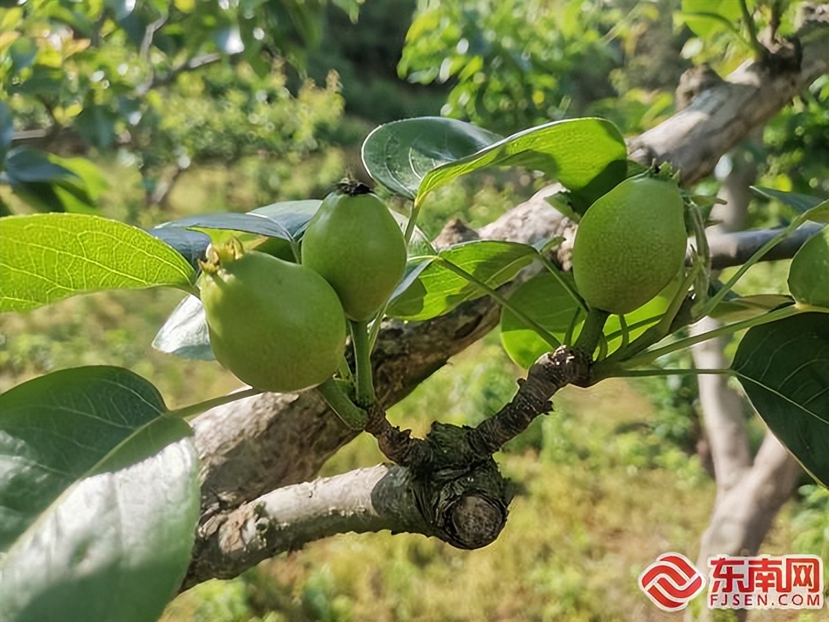 建阳麻沙：春色满园挂梨果 认养模式开销路