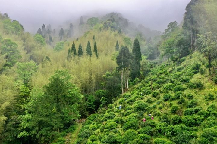 武夷山上采茶工