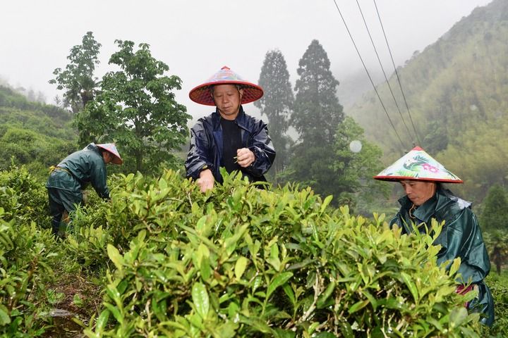 武夷山上采茶工