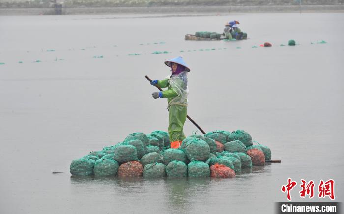 福建泉港：做活“海”文章 助力乡村振兴