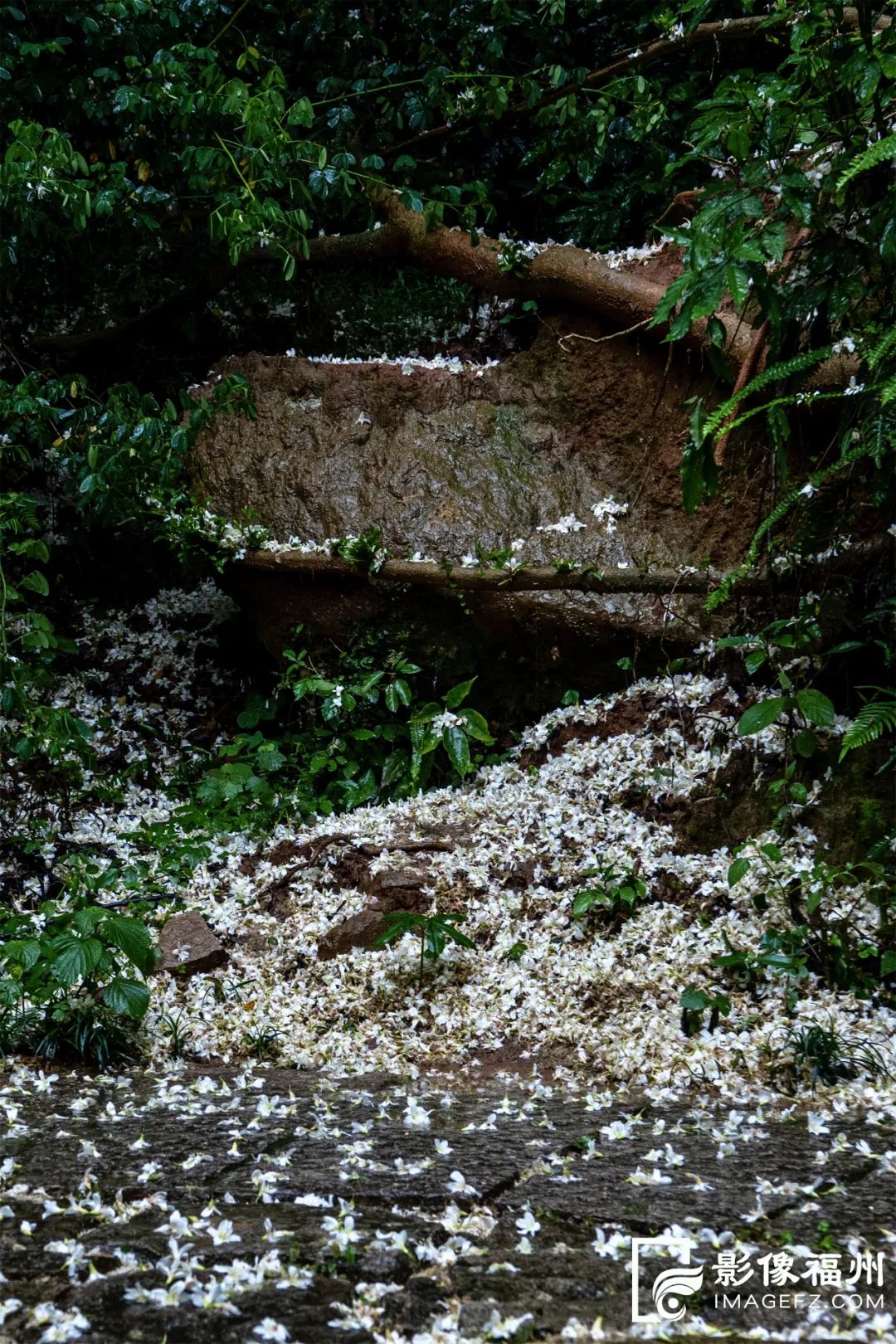 五月飞“雪”，就在这里！