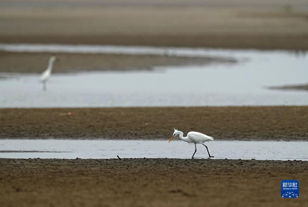闽江河口湿地：鸟类的天堂