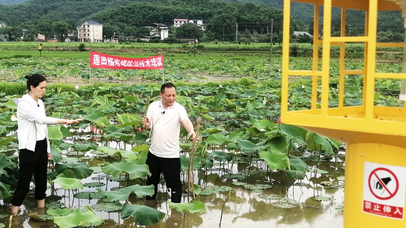 4、6月15日，福建省农业科学院专家在光泽县油溪村指导莲田福寿螺绿色防控.jpg