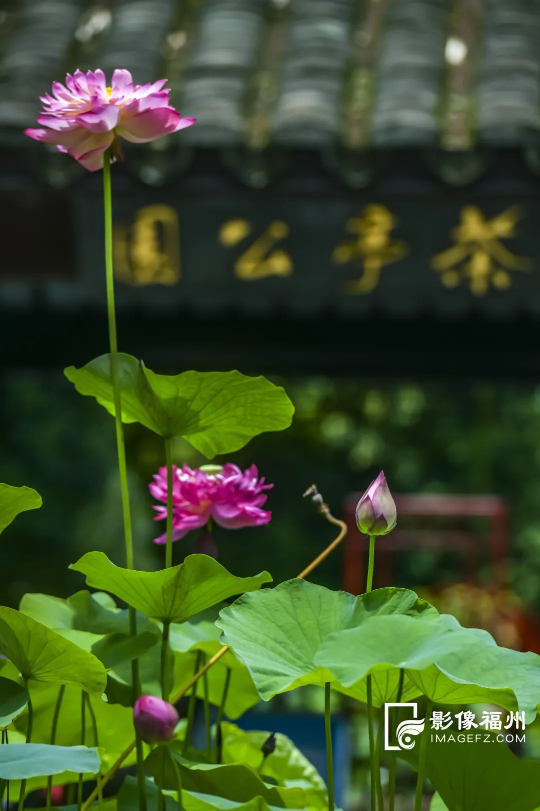 荔枝红荷花俏，榕城人盛夏亦有福！