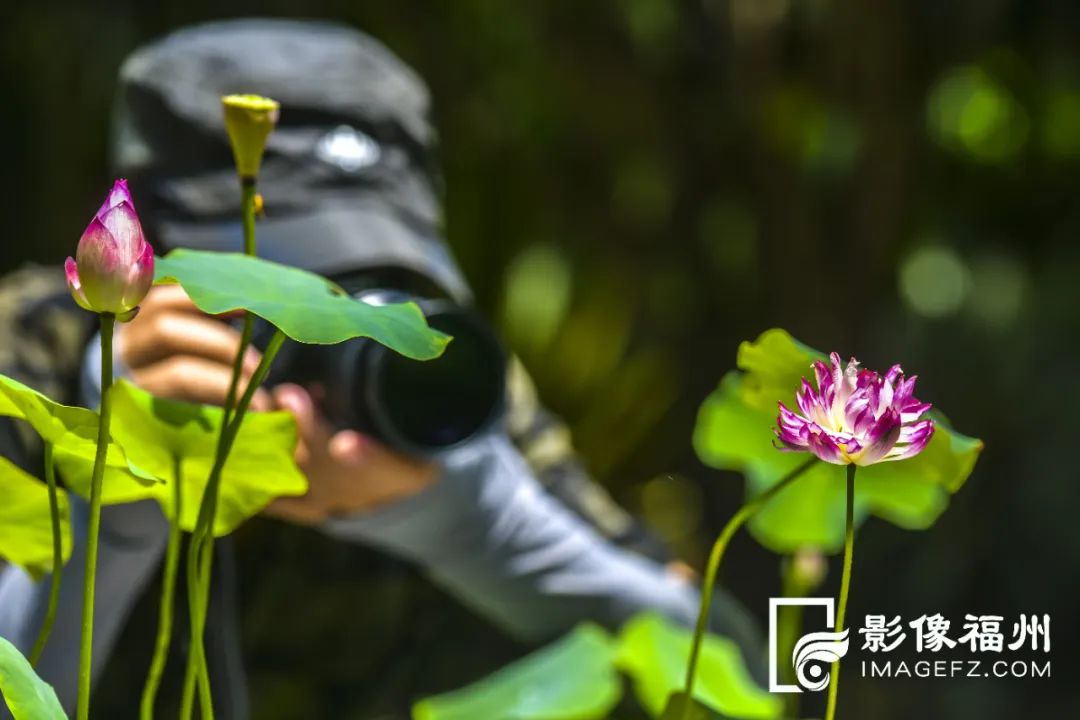 荔枝红荷花俏，榕城人盛夏亦有福！