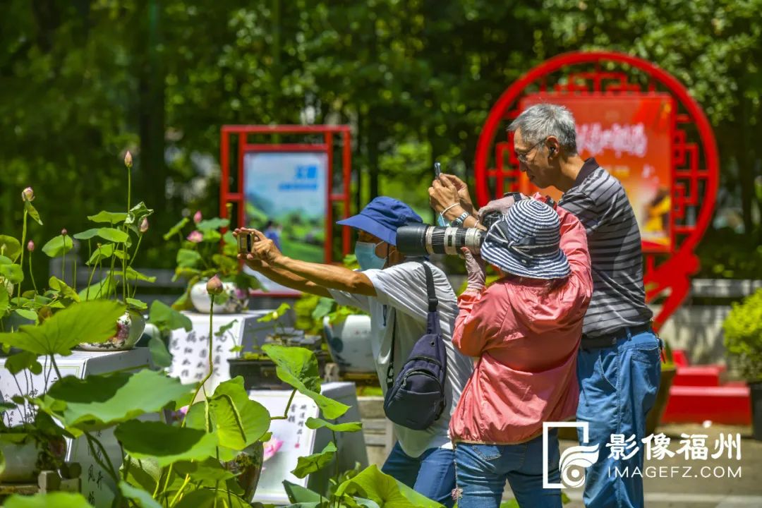 荔枝红荷花俏，榕城人盛夏亦有福！