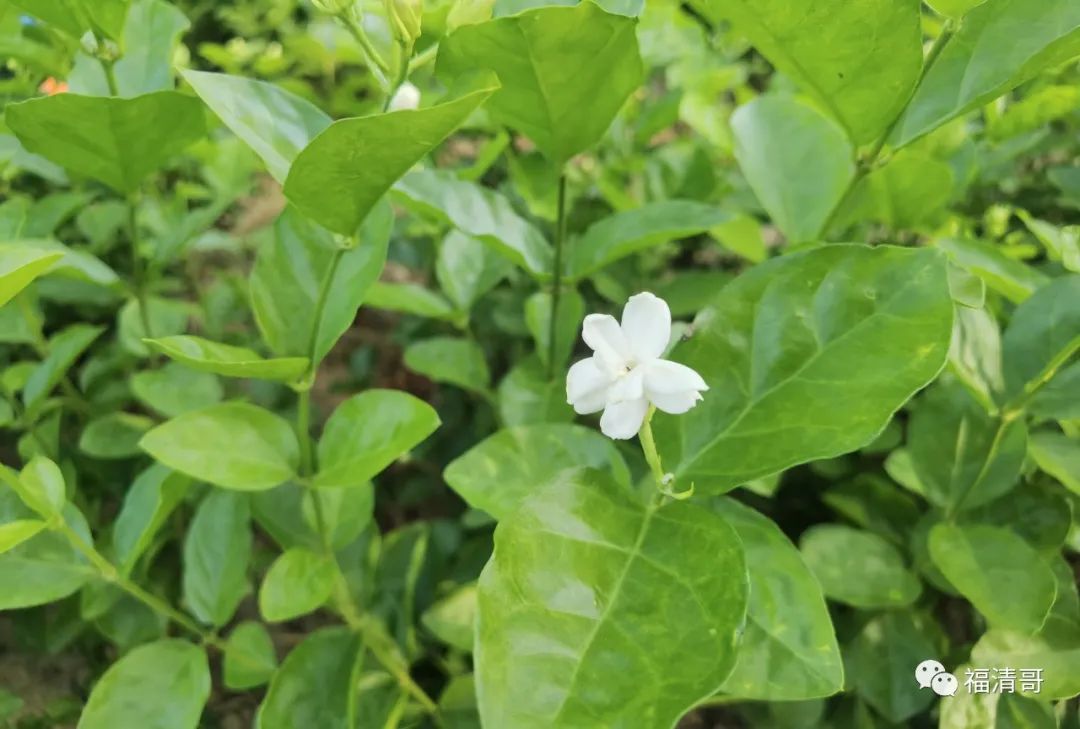 芬芳花田！盛夏，来福清这个地方与茉莉花来一场邂逅吧~